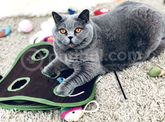 4,5 Years Old Sterilised British Shorthair Cat görsel