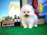 Pomeranian Boo Oğlumuz Alex