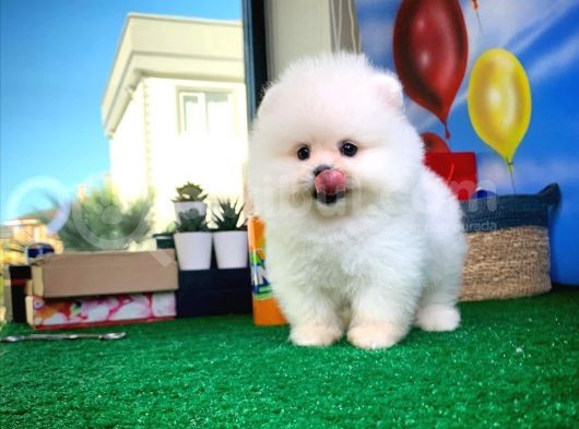 Pomeranian Boo Oğlumuz Alex görsel