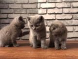 Scottish Fold Ve British Shorthair Yavrularımız