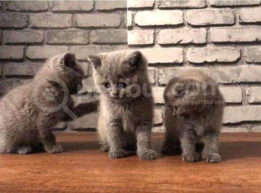 Scottish Fold Ve British Shorthair Yavrularımız görsel