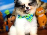 Ayı Surat Pomeranian Boo Yavrularımız