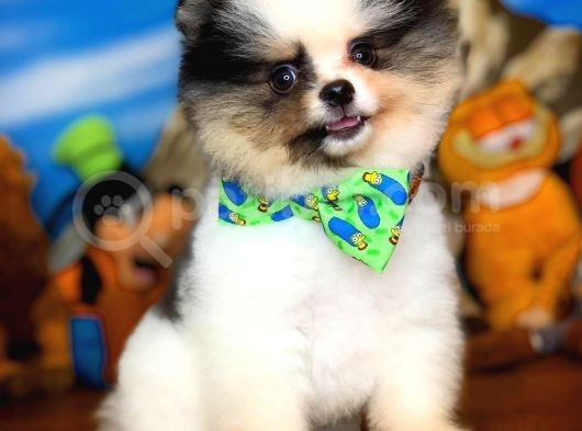 Ayı Surat Pomeranian Boo Yavrularımız görsel