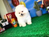 Pomeranian Boo Oğlumuz Alex