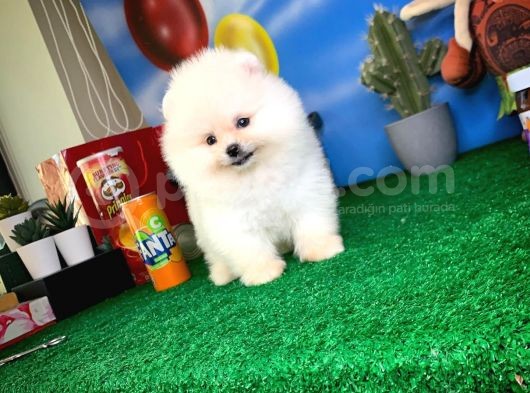 Pomeranian Boo Oğlumuz Alex görsel