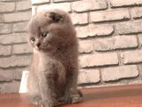 Scottish Fold Ve British Shorthair Yavrularımız