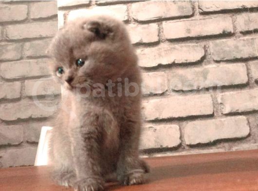 Scottish Fold Ve British Shorthair Yavrularımız görsel