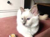 Beautiful Sacred Birman Girl 10 Months Old With Pedigree