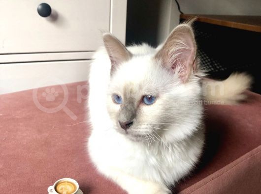 Beautiful Sacred Birman Girl 10 Months Old With Pedigree görsel