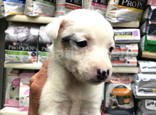 Jackrussel Yavrularımız Dişi Erkek görsel