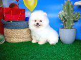 Pomeranian Boo Oğlumuz Alex