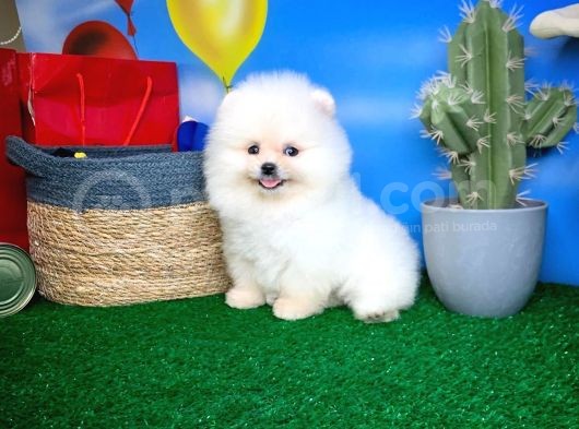 Pomeranian Boo Oğlumuz Alex görsel