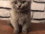 Scottish Fold Ve British Shorthair Yavrularımız
