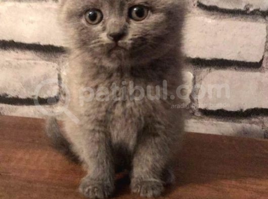 Scottish Fold Ve British Shorthair Yavrularımız görsel
