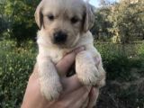 2 Aylık Baby Face Golden Son 2 Dişi 1 Erkek