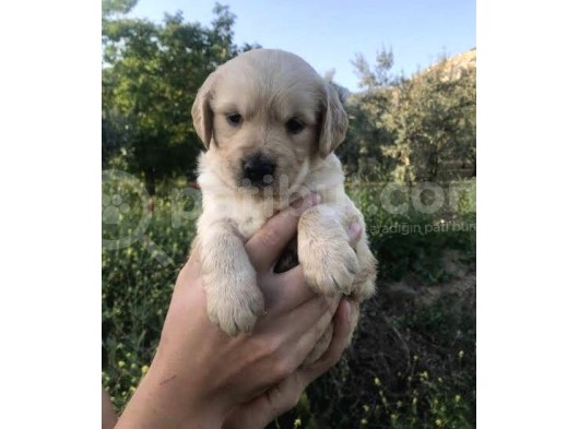 2 Aylık Baby Face Golden Son 2 Dişi 1 Erkek görsel