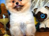 Evinize Neşe Kaynağı Safkan Pomeranian Boo