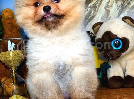 Evinize Neşe Kaynağı Safkan Pomeranian Boo görsel