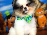 Muhteşem Güzellikte Ayıcık Surat Safkan Pomeranian Boo