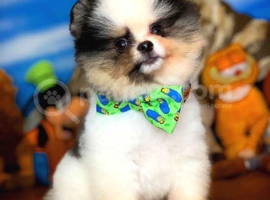 Muhteşem Güzellikte Ayıcık Surat Safkan Pomeranian Boo görsel