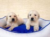 2 Aylık Baby Face Golden Son 2 Dişi 1 Erkek