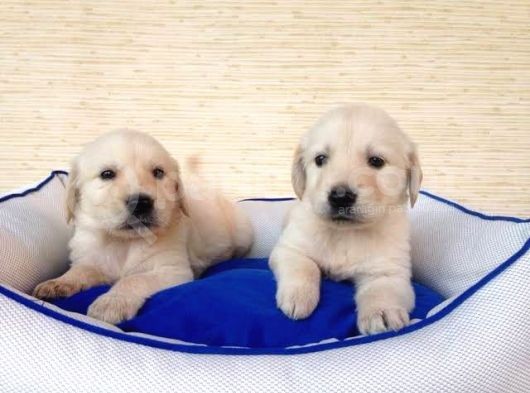 2 Aylık Baby Face Golden Son 2 Dişi 1 Erkek görsel