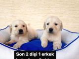 2 Aylık Baby Face Golden Son 2 Dişi 1 Erkek