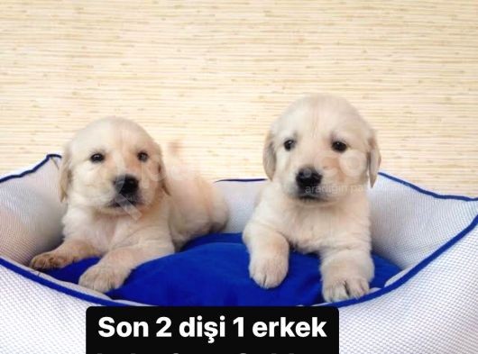 2 Aylık Baby Face Golden Son 2 Dişi 1 Erkek görsel