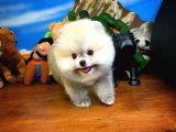 Irk Ve Sağlık Garantili Pomeranian Boo Yavrularımız