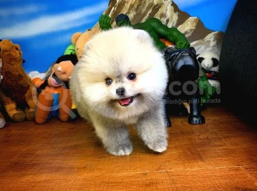 Irk Ve Sağlık Garantili Pomeranian Boo Yavrularımız