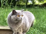 4,5 Years Old Sterilised British Shorthair Cat