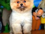 Evinize Neşe Kaynağı Safkan Pomeranian Boo
