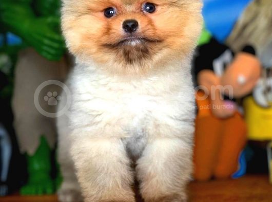 Evinize Neşe Kaynağı Safkan Pomeranian Boo görsel