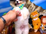 Muhteşem Güzellikte Ayıcık Surat Safkan Pomeranian Boo