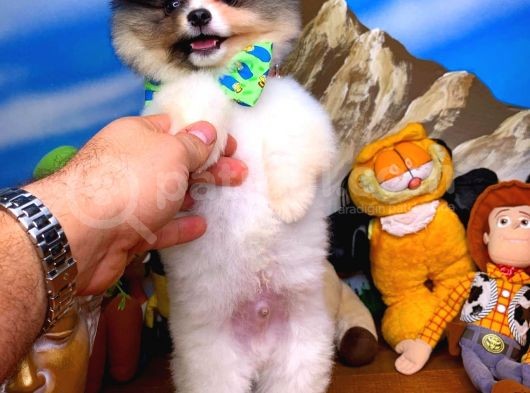 Muhteşem Güzellikte Ayıcık Surat Safkan Pomeranian Boo görsel