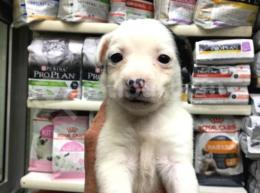 Jackrussel Yavrularımız Dişi Erkek görsel