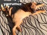 Sharpeı Erkek Yavrumuz