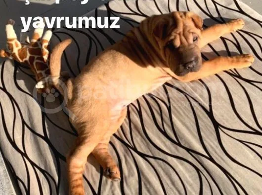 Sharpeı Erkek Yavrumuz