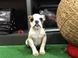 Son Kalan Erkek Buldog Yavrumuz