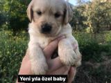 2 Aylık Baby Face Golden Son 2 Dişi 1 Erkek