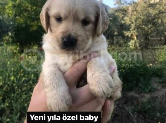 2 Aylık Baby Face Golden Son 2 Dişi 1 Erkek