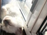Beautiful Sacred Birman Girl 10 Months Old With Pedigree