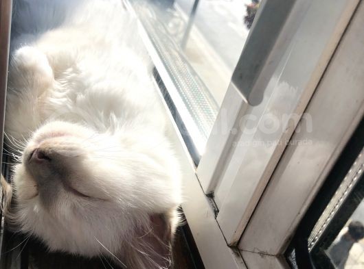 Beautiful Sacred Birman Girl 10 Months Old With Pedigree görsel