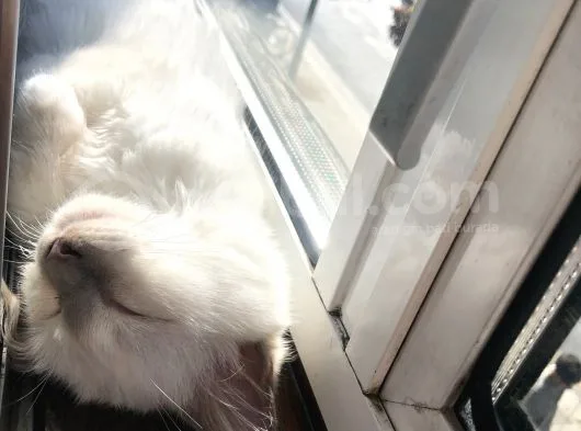 Beautiful Sacred Birman Girl 10 Months Old With Pedigree