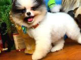 Muhteşem Güzellikte Ayıcık Surat Safkan Pomeranian Boo