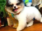 Muhteşem Güzellikte Ayıcık Surat Safkan Pomeranian Boo