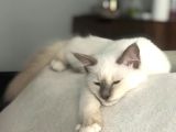 Beautiful Sacred Birman Girl 10 Months Old With Pedigree