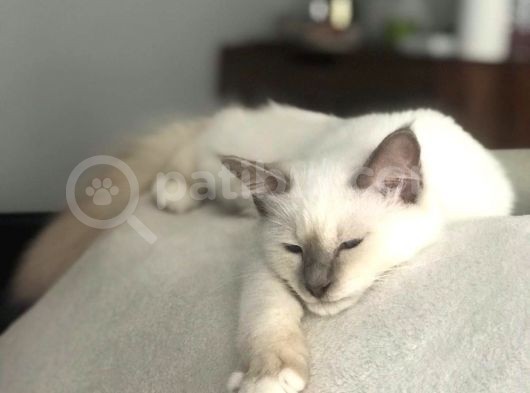 Beautiful Sacred Birman Girl 10 Months Old With Pedigree görsel