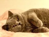 4,5 Years Old Sterilised British Shorthair Cat