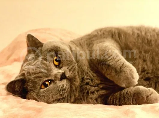 4,5 Years Old Sterilised British Shorthair Cat